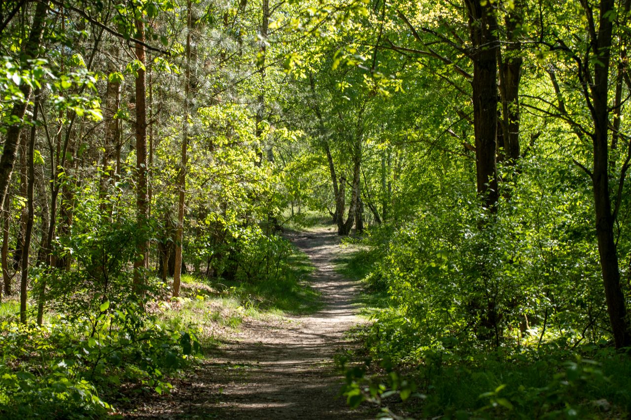 Crafting Captivating Headlines: Your awesome post title goes here A serene forest trail surrounded by lush greenery, ideal for nature walks and hiking.