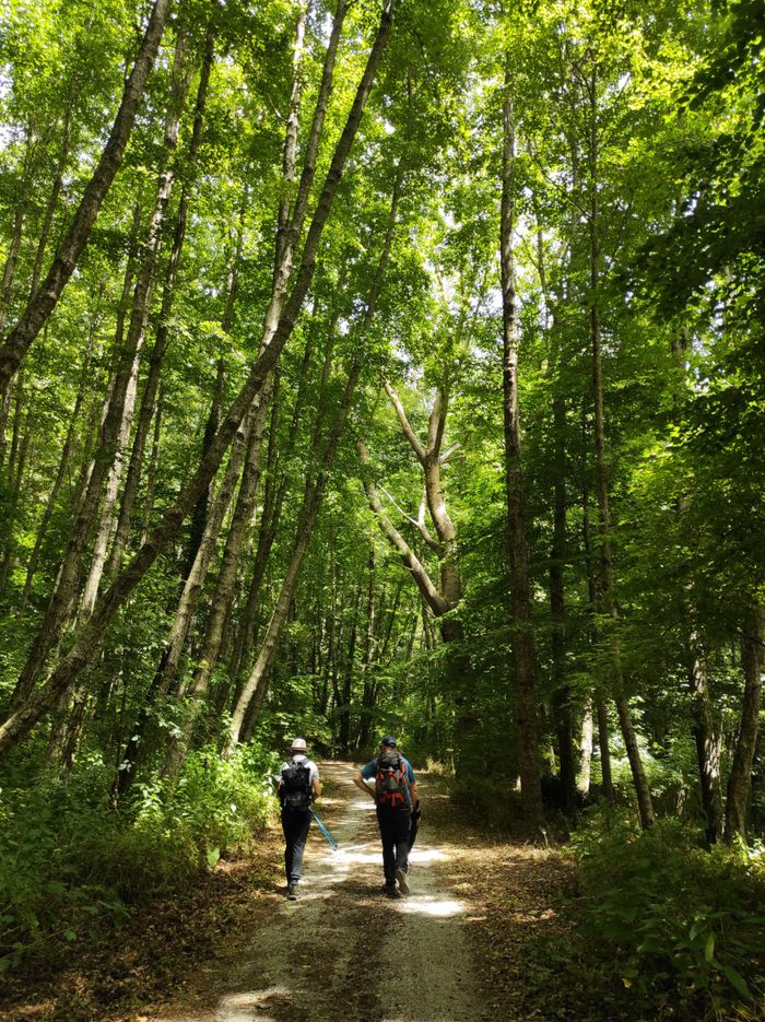 Mastering the First Impression: Your intriguing post title goes here Two people hiking on a scenic forest trail surrounded by lush green trees.
